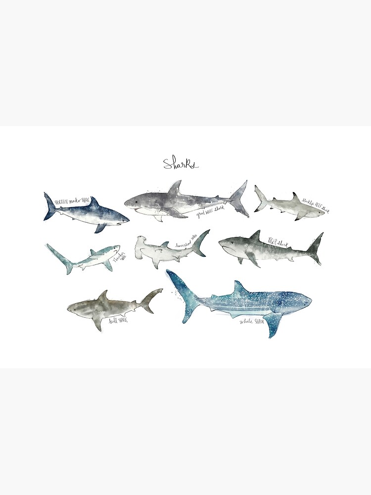 Sharks by AmyHamilton