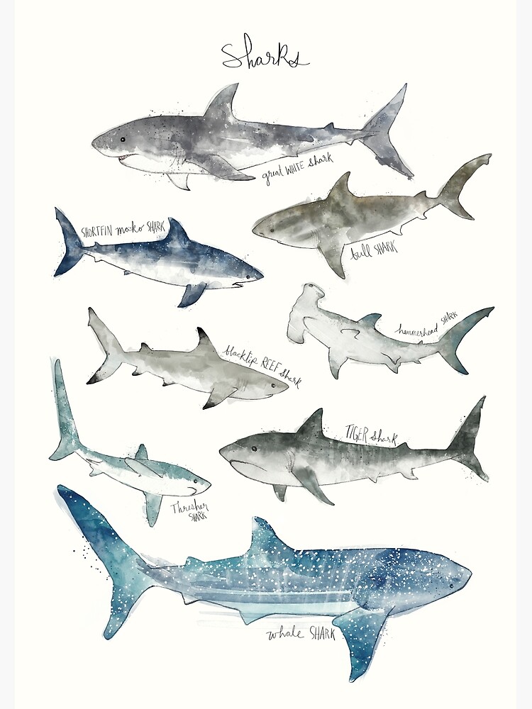 Sharks by AmyHamilton