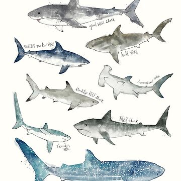 Artwork thumbnail, Sharks by AmyHamilton