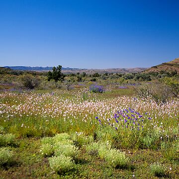 Artwork thumbnail, Wild flower meadow in the Flinders Ranges, SA by RICHARDW
