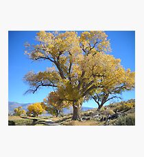 Cloudless Photographic Print