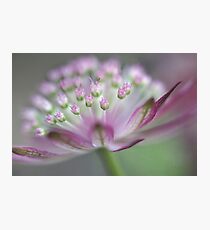 Astrantia Photographic Print