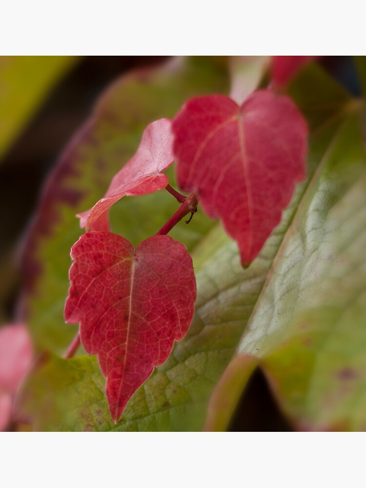 Foglie d'autunno by rapis60