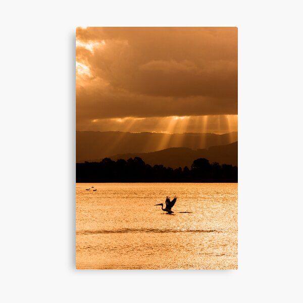 Pelican 0071 Canvas Print