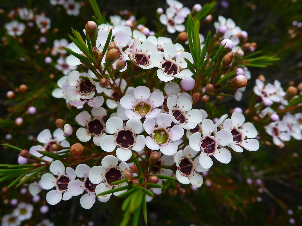 "Chamelaucium uncinatum, Geraldton Wax" by Emma Sterling