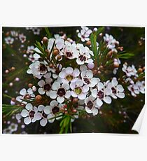 Chamelaucium uncinatum, Geraldton Wax Poster