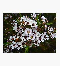 Chamelaucium uncinatum, Geraldton Wax Photographic Print