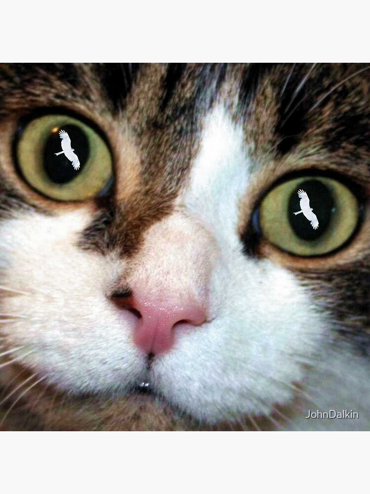 Cats Eyes by JohnDalkin