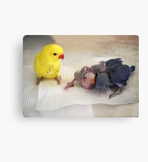My Three Babies Canvas Print