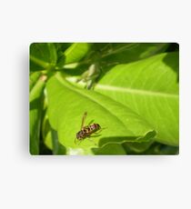 Fly insect Canvas Print