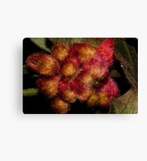 Grevillea polybractea Canvas Print