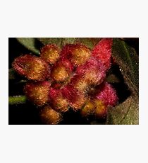 Grevillea polybractea Photographic Print