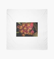 Grevillea polybractea Scarf