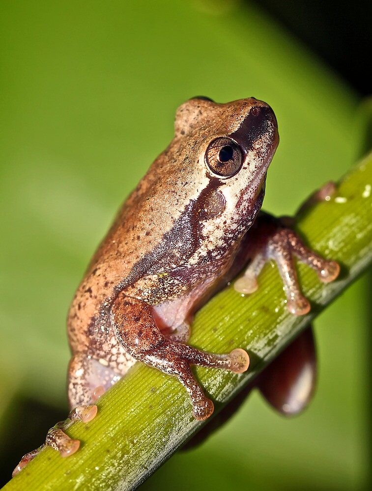 "Desert Tree Frog (Litoria rubella), South East Queensland, Australia