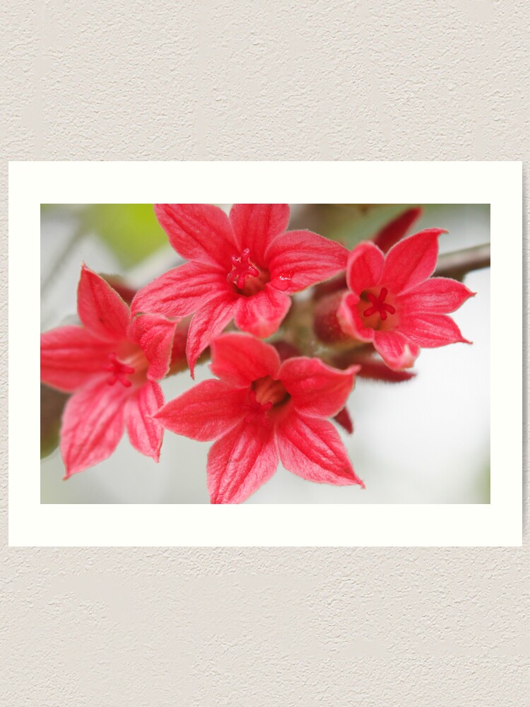 Alternate view of Brachychiton bidwilii Art Print