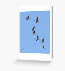 Sunset Cranes Greeting Card