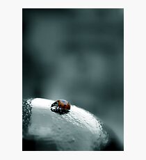 WB Photographic Print