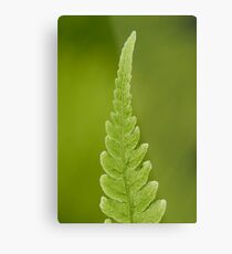 Fern leaf Metal Print