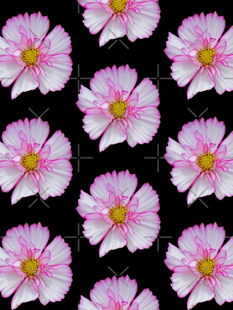 Blume in pink & weiß, Blumen, Blüte, Garten, Natur von rhnaturestyles
