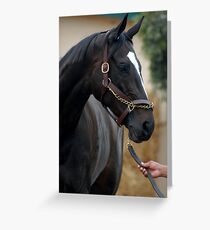 Zenyatta at Del Mar 2010 Grußkarte
