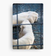 White Lion's paws - Zoo Arcachon Canvas Print