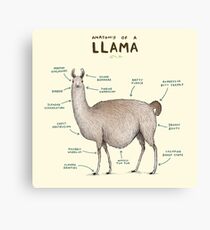 Anatomie eines Llama Leinwanddruck