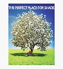 Money Trees is the perfect place for shade Photographic Print