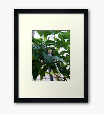 Maui Orb Spider Framed Print
