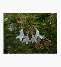 Floral Bells Photographic Print