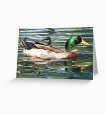 Mallard Duck ~ Drake Greeting Card