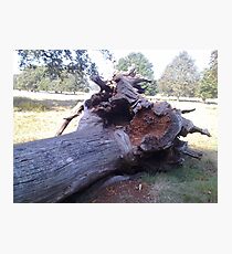 Richmond Park Series. 11 - Dead Wood Photographic Print