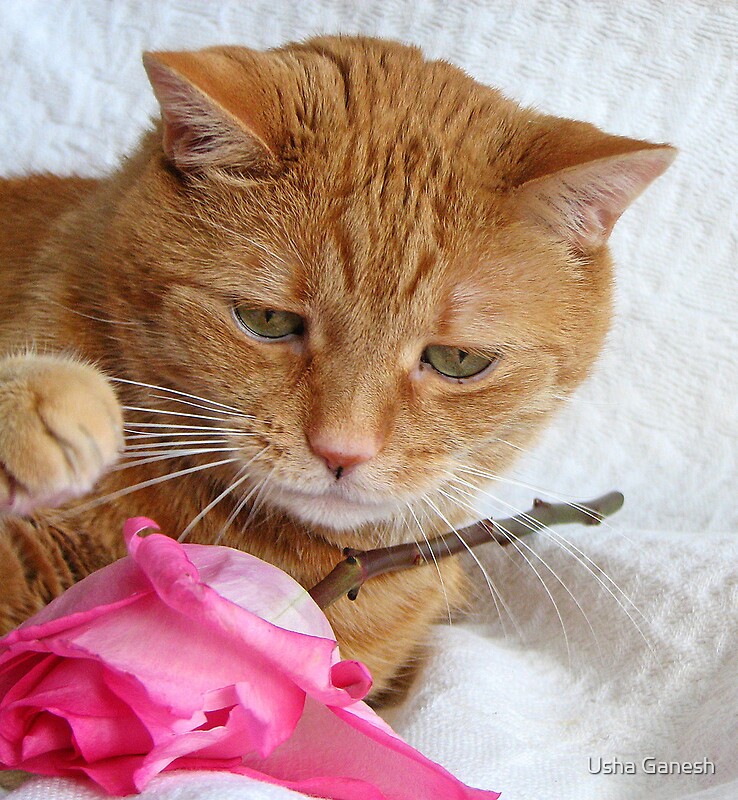"Cat & Rose" by Usha Ganesh Redbubble