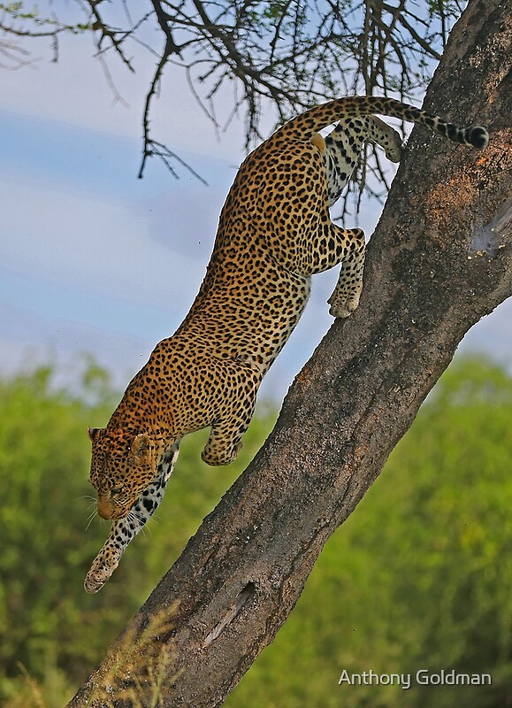 "Leopard in Flight!" by Anthony Goldman Redbubble