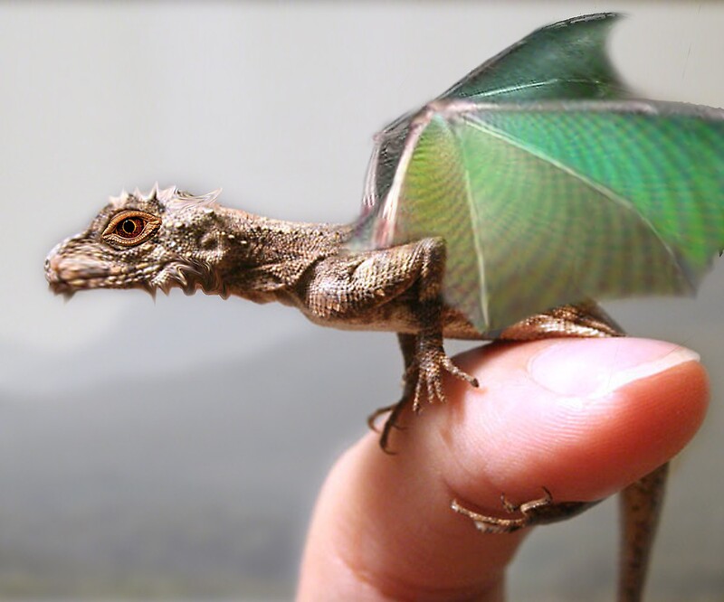 &quot;Baby hatchling dragon&quot; by Bill Brouard Redbubble