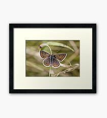 Brown Argus Framed Print