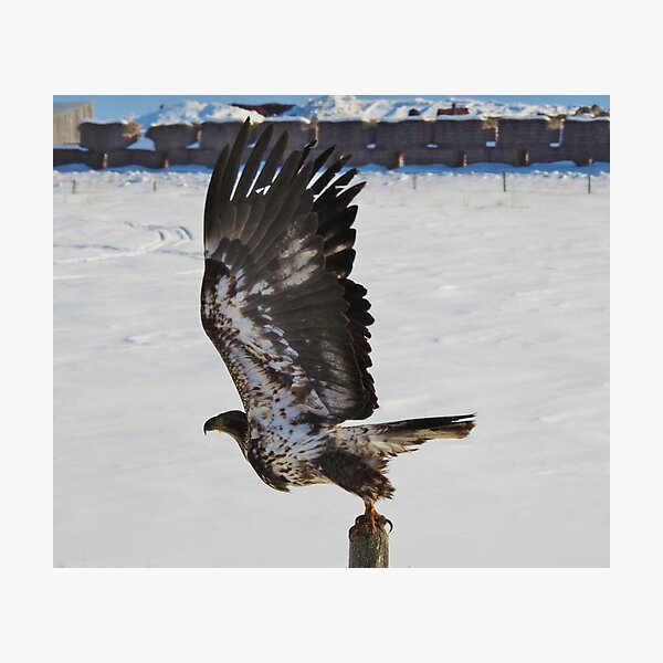 Take to the Air Photographic Print