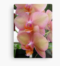 pink, pink,pink Metal Print