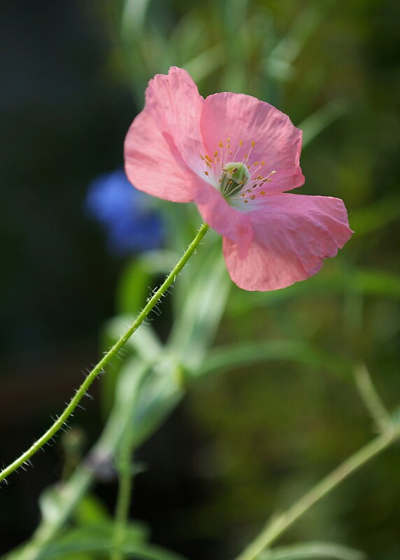 "Poppy in Pink" by K D Graves Photography | Redbubble