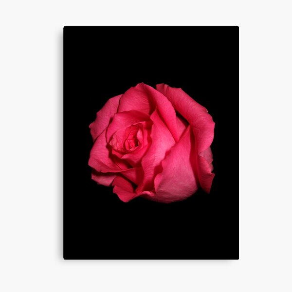 Red Rose Canvas Print