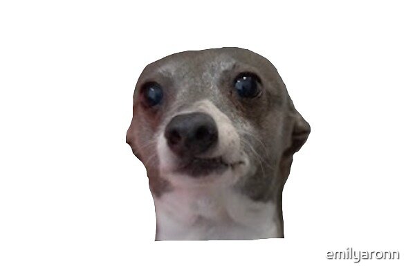 Kermit Jenna Marbles Dog By Emilyaronn Redbubble