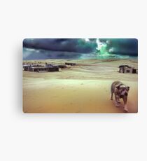 Tin City Dog, New South Wales, Australia Canvas Print