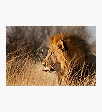 Contemplating Dinner, Etosha National Park Photographic Print
