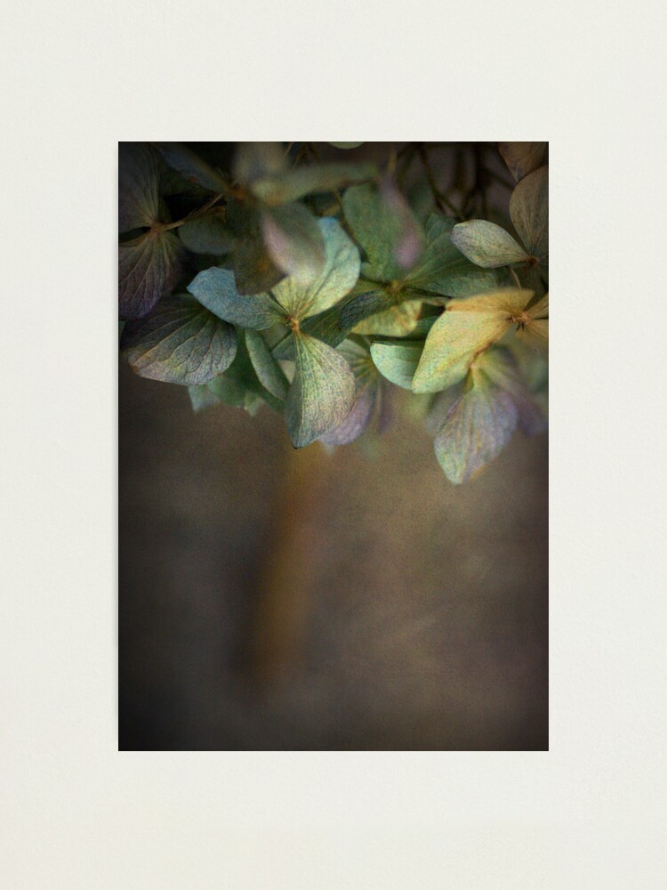 Alternate view of Hydrangea Photographic Print