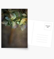 Hydrangea Postcards