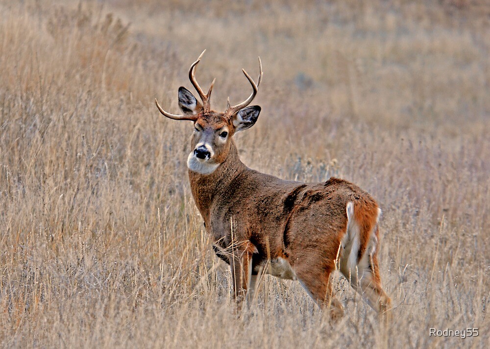  Nontypical Whitetail By Rodney55 Redbubble