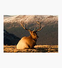 The Great Bull Elk At Rest Photographic Print