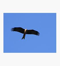 Black Kite - Bird & Animal Sanctuary, Lake Cargelligo Photographic Print