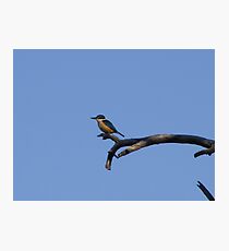 Sacred Kingfisher - Bird & Animal Sanctuary, Lake Cargelligo Photographic Print