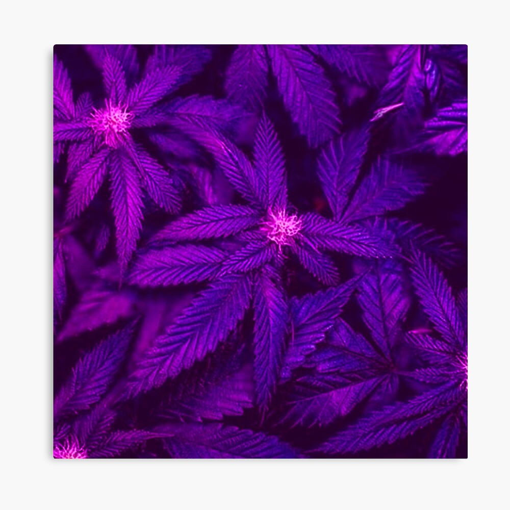 Deep Violet Purple Kush Cannabis 420 Marijuana Canvas Print