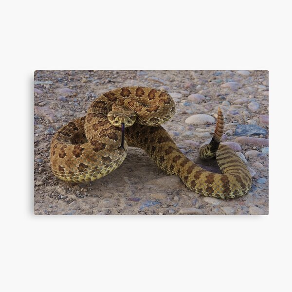 Poised to Strike Canvas Print
